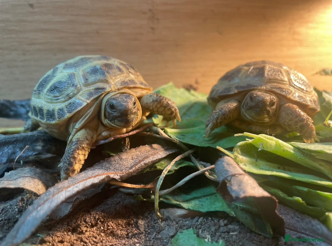 Tortoise reptiles for sale: Baby Horsfield Tortoises Available  - Advert 2