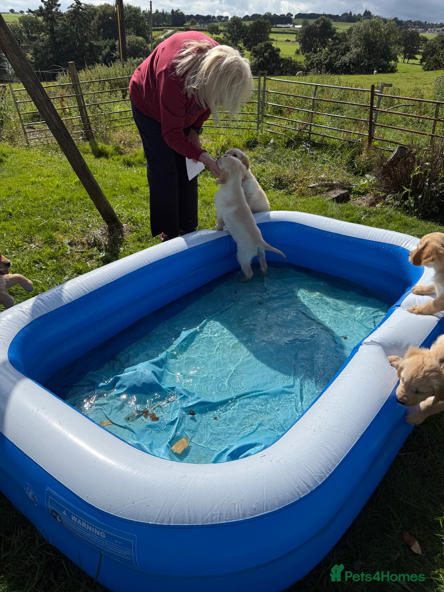 Golden Retriever dogs Golden Retriever Puppies  - Advert 2