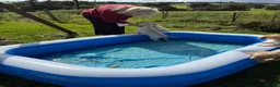 Golden Retriever dogs for sale: Golden Retriever Puppies  - Advert 2