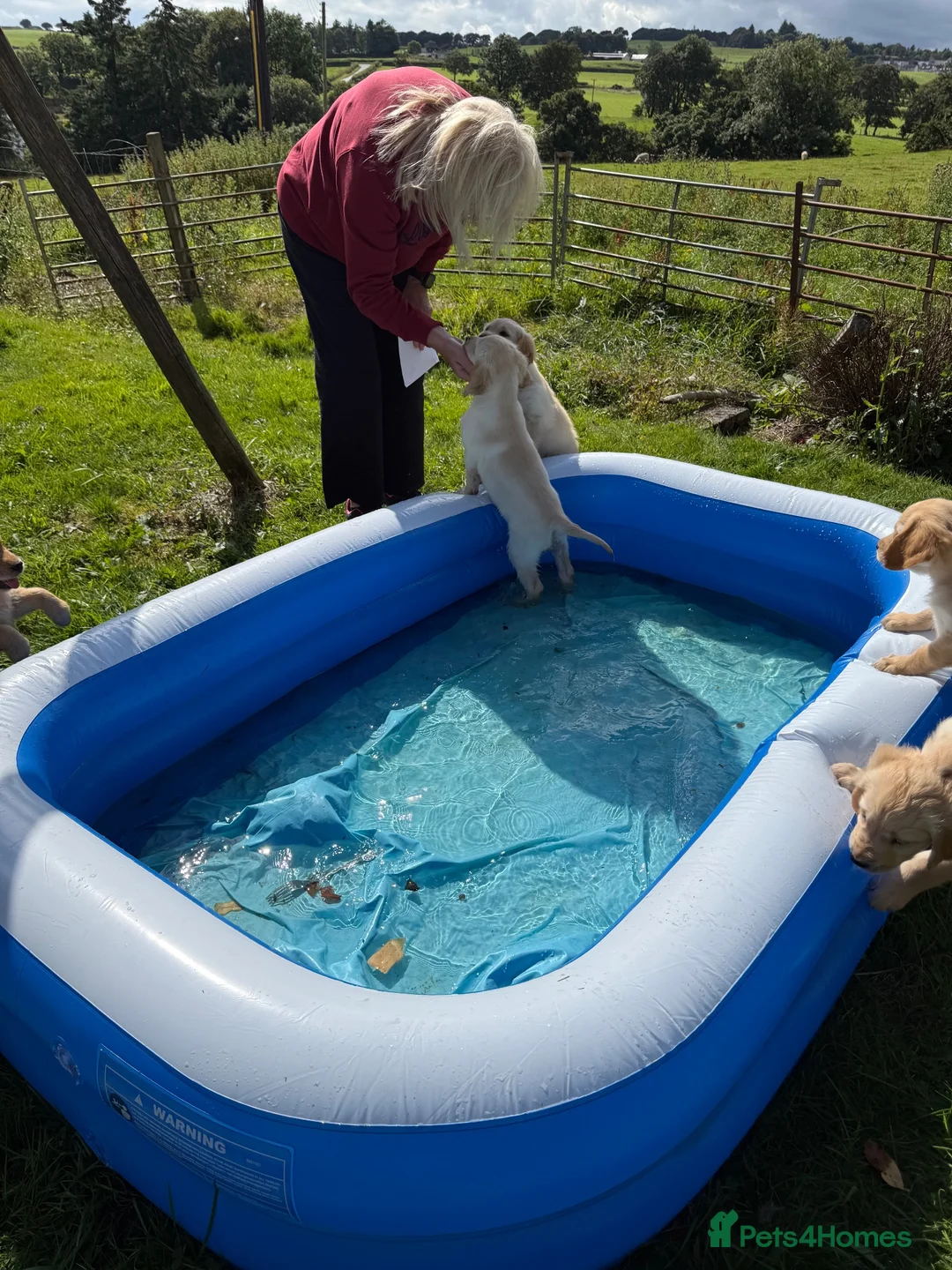 Golden Retriever dogs for sale: Golden Retriever Puppies  - Advert 2