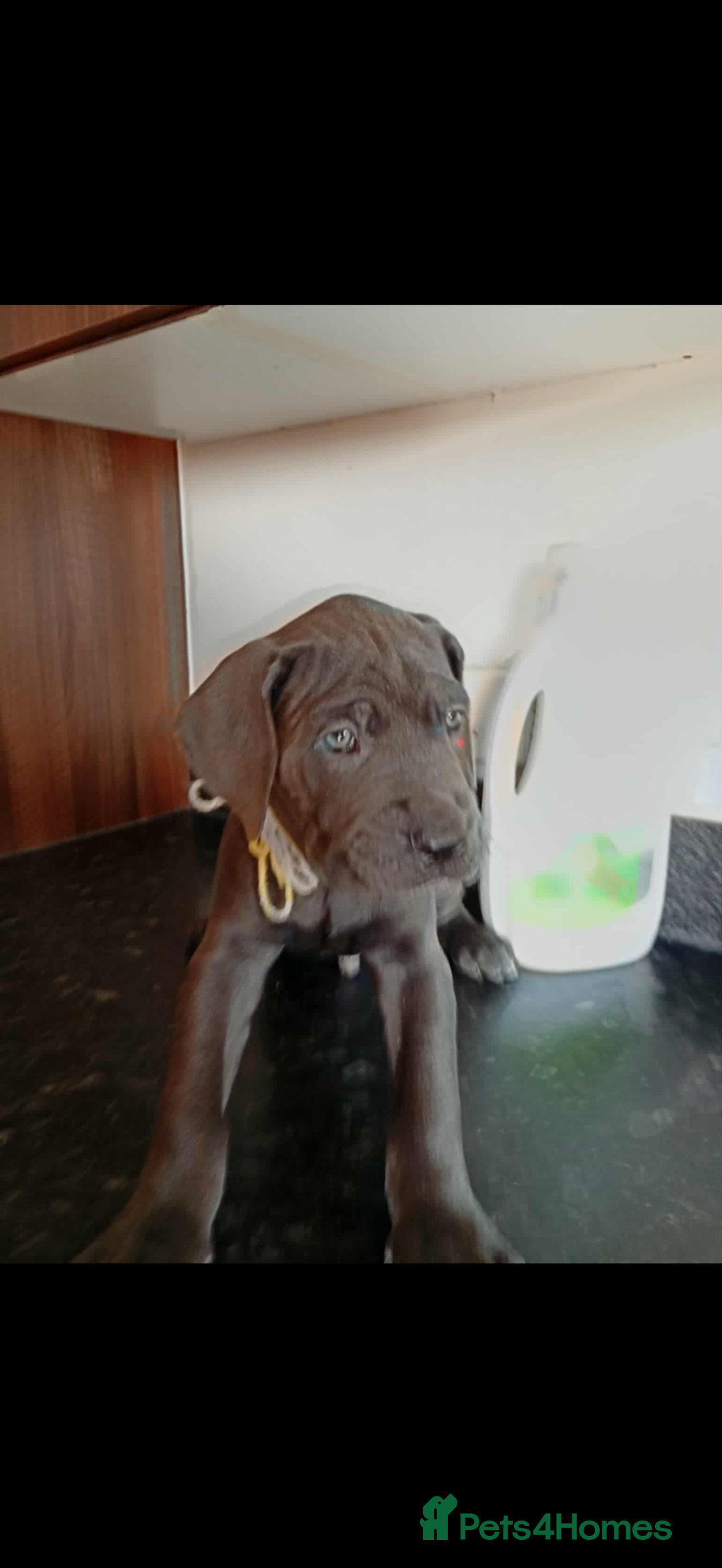 Mixed Breed dogs for sale: Great dane X Cane corso  - Image 8