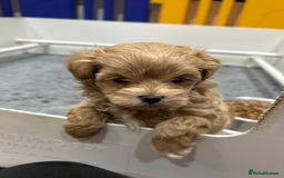 Maltipoo dogs for sale: Stunning F1 Maltipoo Baby Boy - Advert 7
