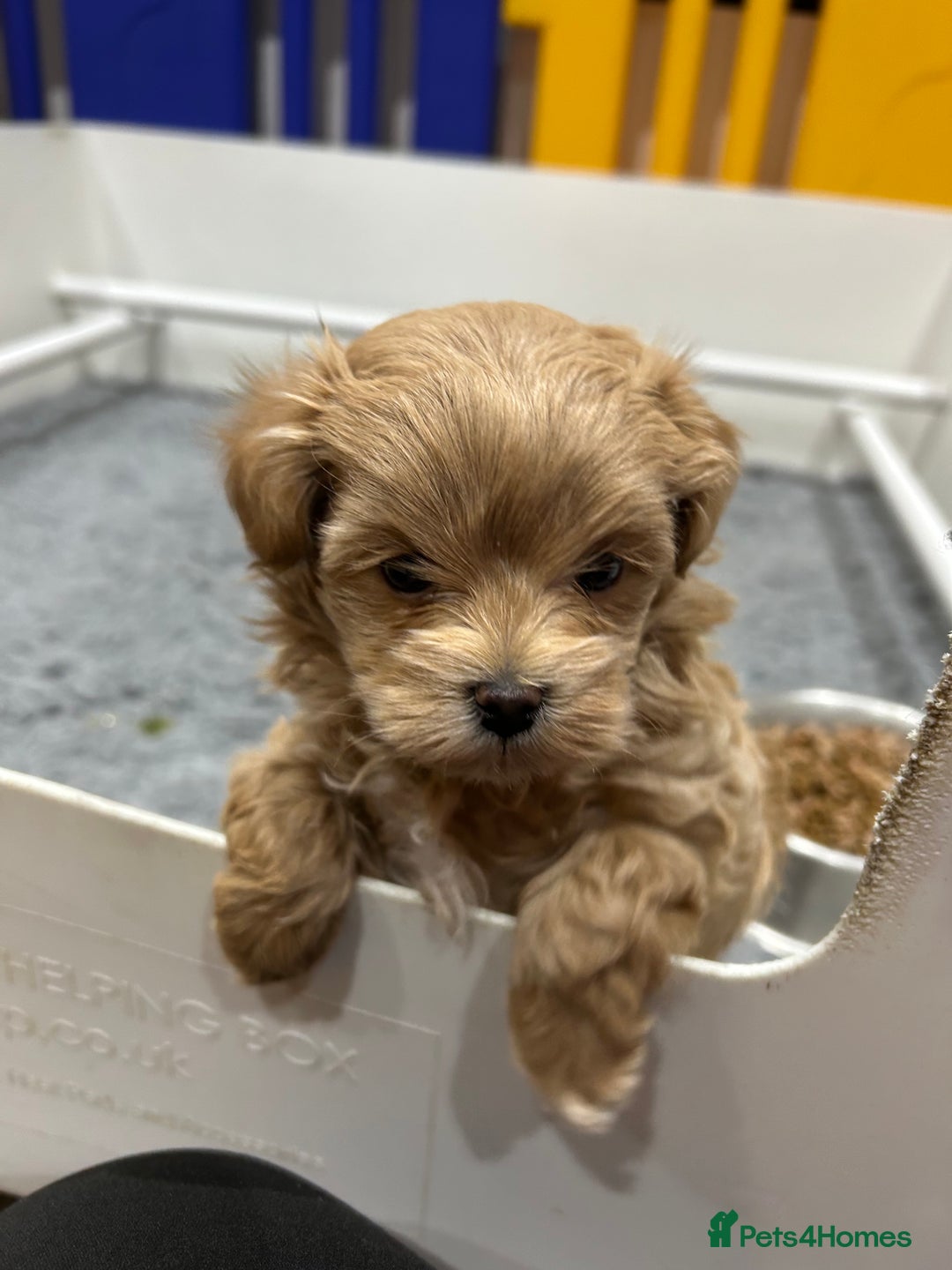 Maltipoo dogs for sale: Stunning F1 Maltipoo Baby Boy - Advert 7