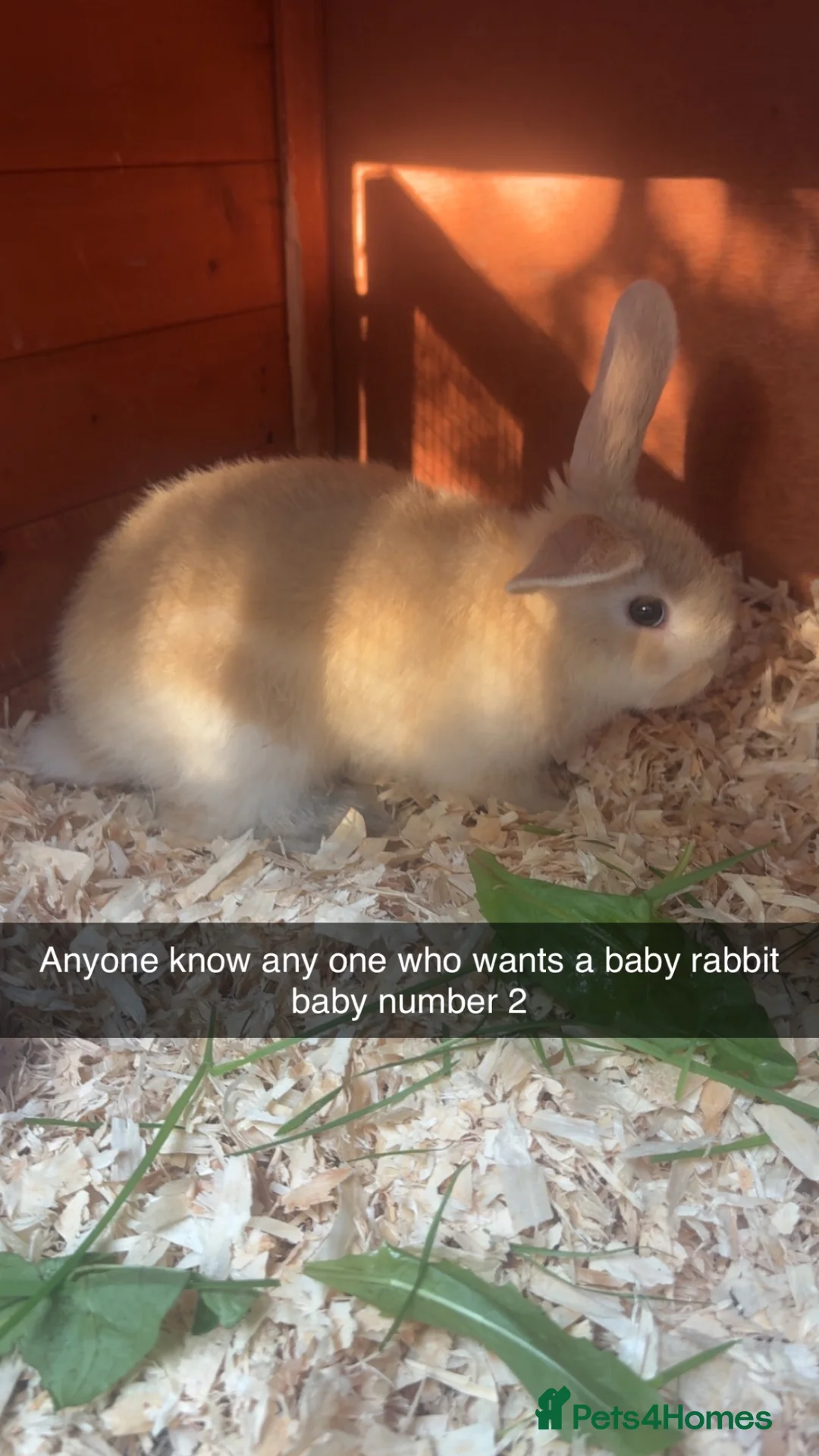English Lop rabbits for sale: Baby rabbits for sale  in Chesterfield - Advert 4