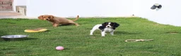 Cockapoo dogs for sale: Cockerlierpoo puppies for sale - Advert 20