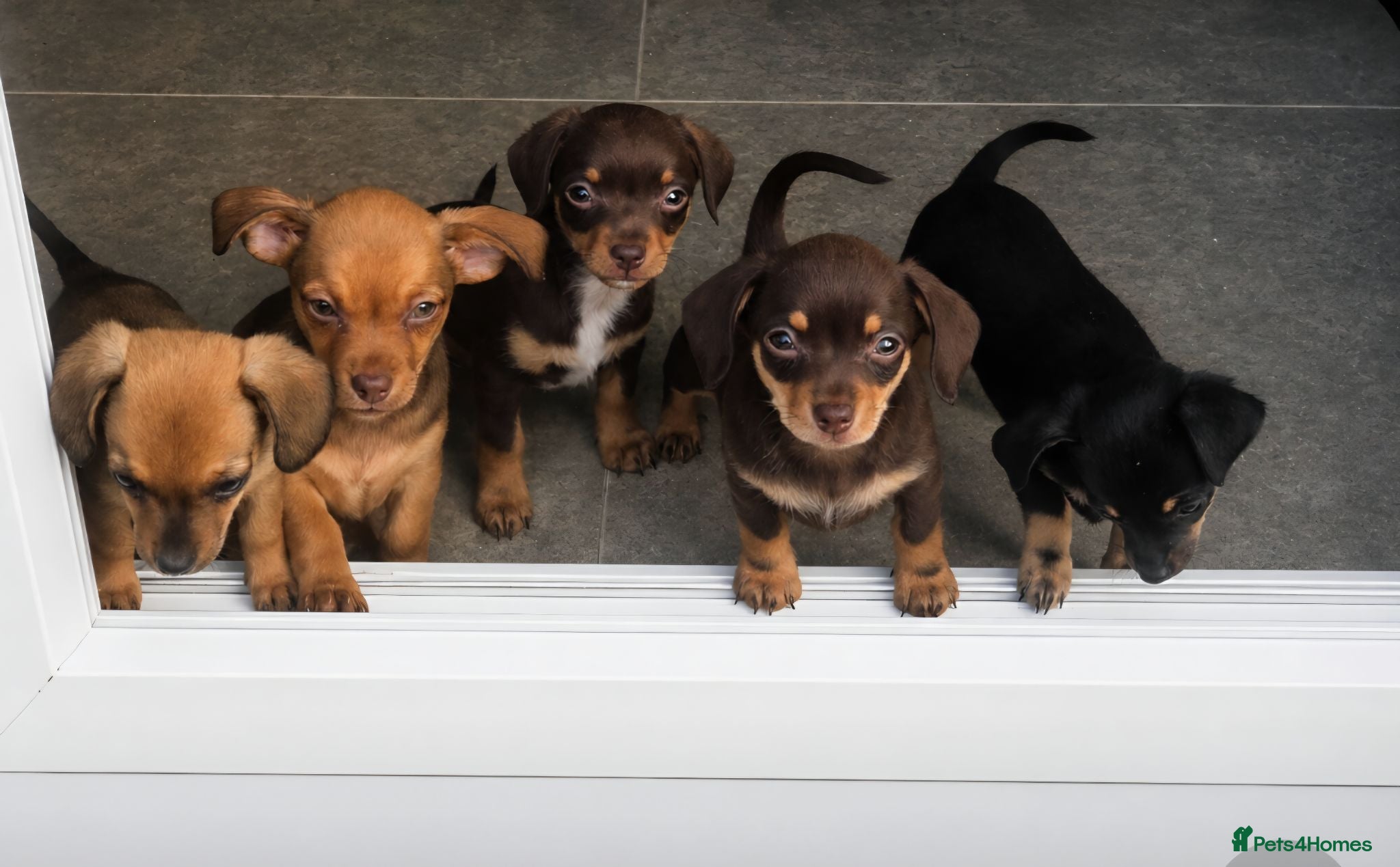 Chiweenie dogs Chiweenie puppies - Advert 9