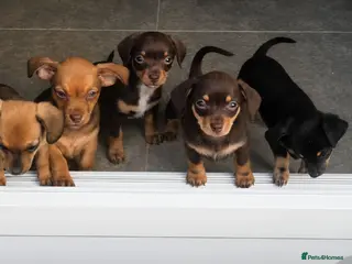 Chiweenie dogs Chiweenie puppies - Advert 4