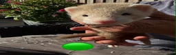 Ferret rodents for sale: 3 ferret kit hobs available - Advert 4