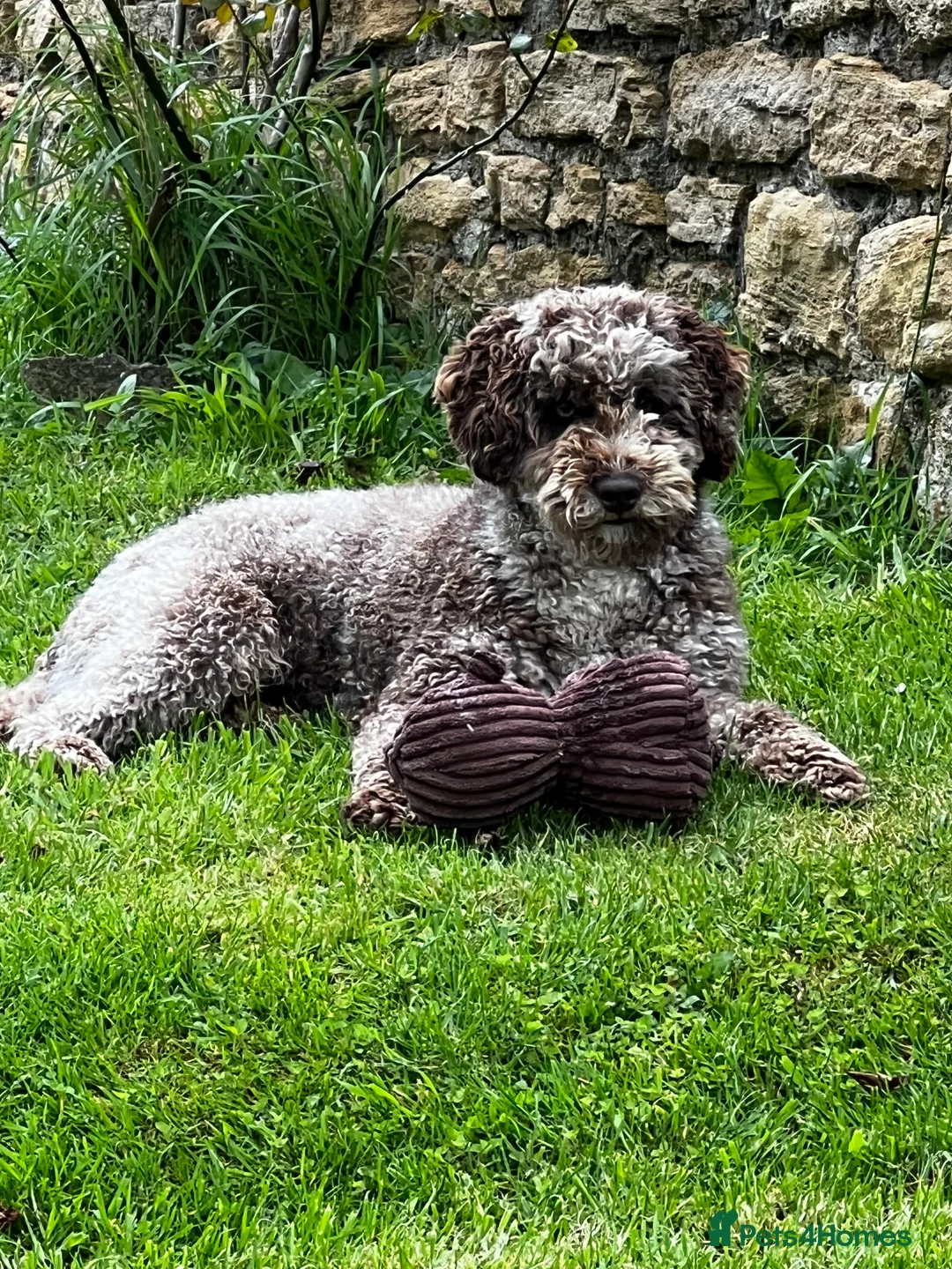 Miniature Poodle dogs for stud: Chocolate Merle Miniature Poodle Fully DNA Tested in Radstock - Advert 8