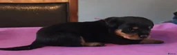 Rottweiler dogs for sale: comfortable M/F rottweiler pups great with any. in Ruislip - Advert 1