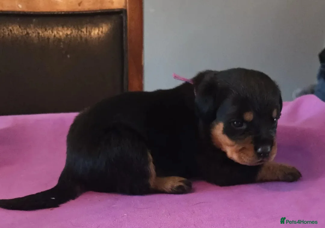 Rottweiler dogs for sale: comfortable M/F rottweiler pups great with any. in Ruislip - Advert 1