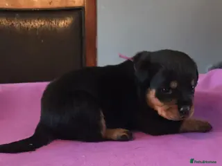 Rottweiler dogs comfortable M/F rottweiler pups great with any. - Advert 1