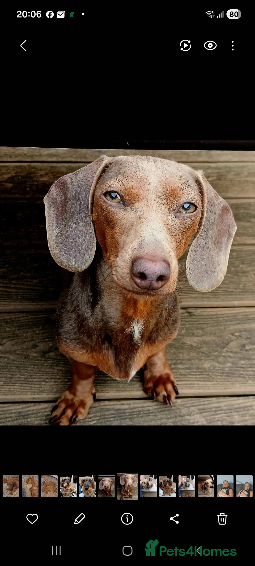 Dachshund dogs for sale: Miniature dachshund 1 girl left - Advert 28