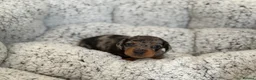 Miniature Dachshund dogs for sale: KC short haired and long haired puppies  - Advert 36