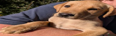 Labrador Retriever 1
