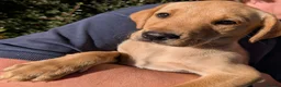 Labrador Retriever dogs for sale: KC Reg Working/pet Labradors,  - Advert 3