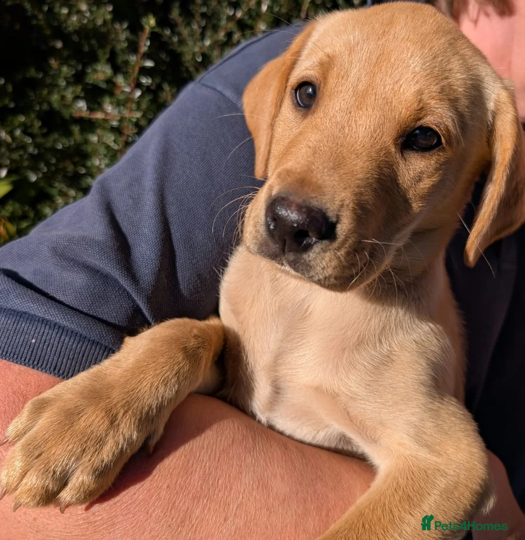 Labrador Retriever dogs for sale: KC Reg Working/pet Labradors,  - Advert 3