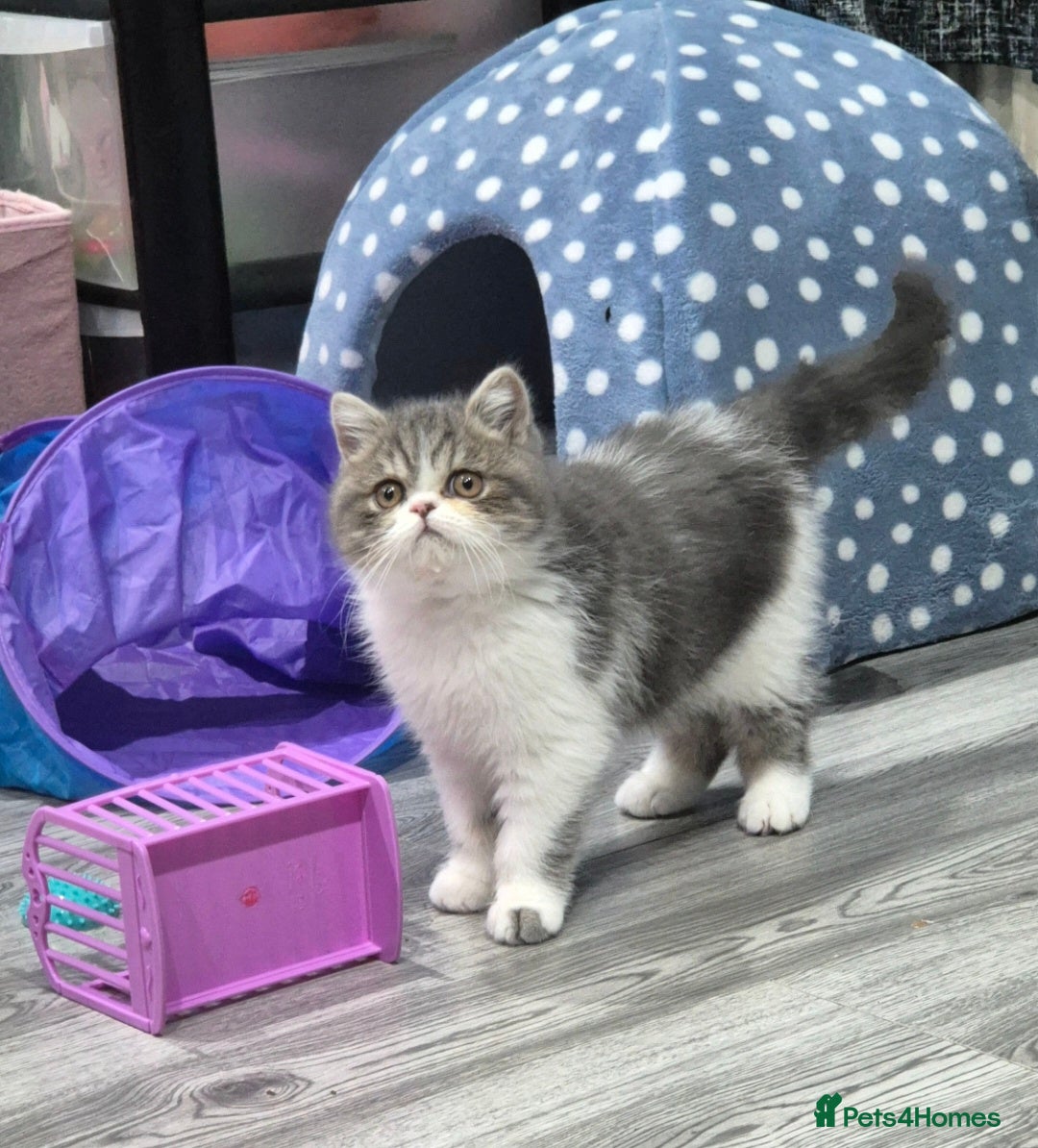 Persian cats Beautiful friendly Pedigree Exotic Shorthair boy - Advert 1