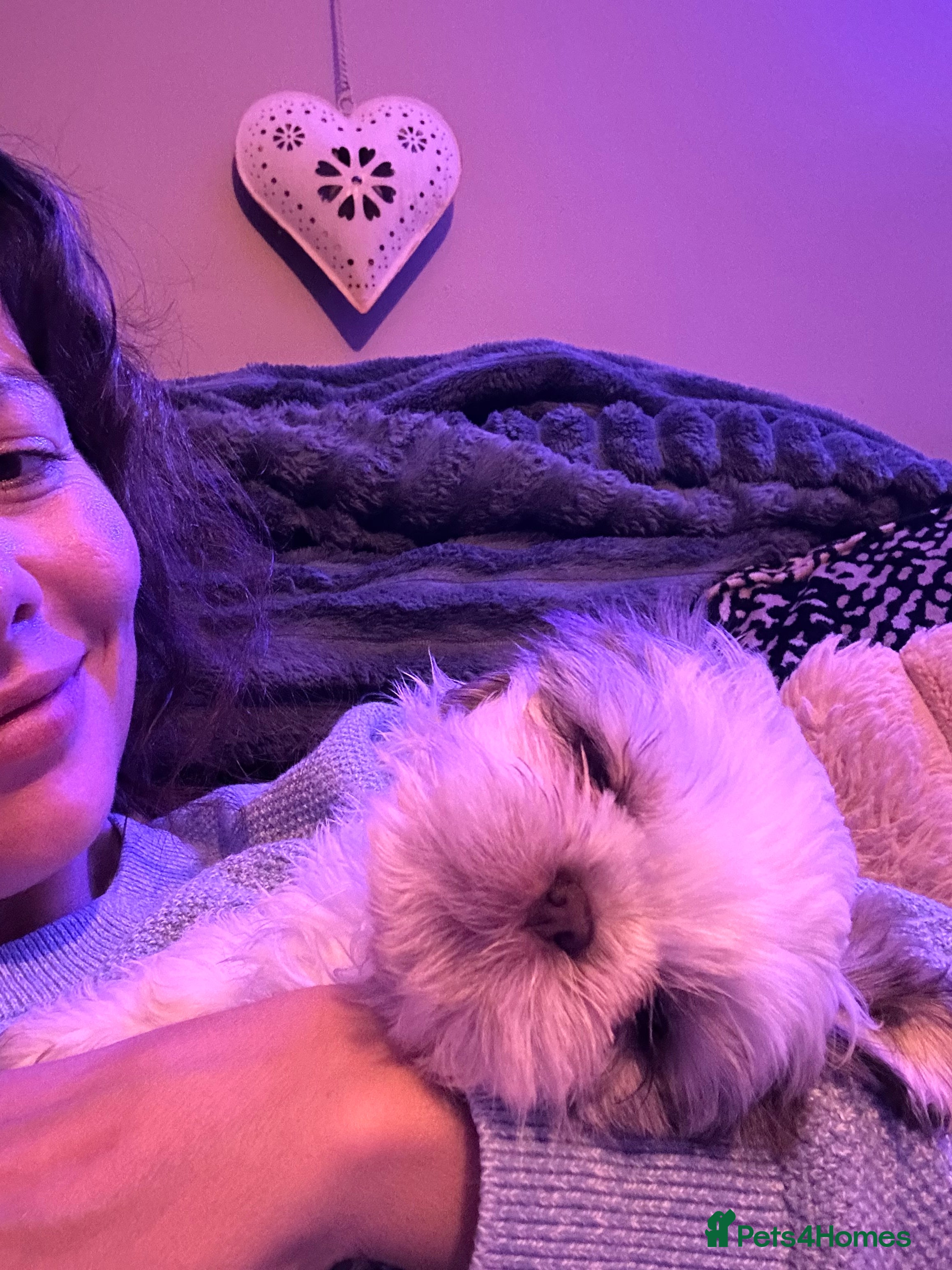 Shih Tzu dogs KC Registered, Top bloodline Imperial Babies - Advert 2