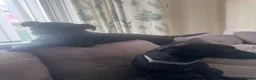 Mixed Breed dogs for sale: 🐾 Reya- Looking for Her Forever Home 🩷 🐾 - Advert 2