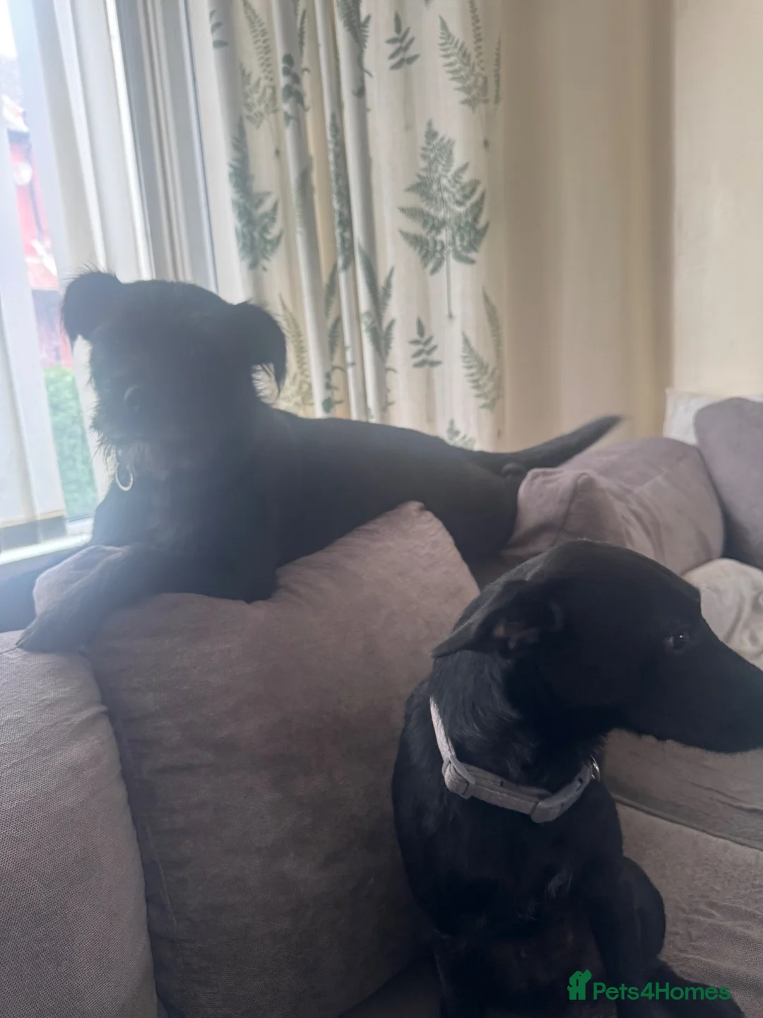 Mixed Breed dogs for sale: 🐾 Reya- Looking for Her Forever Home 🩷 🐾 - Advert 2
