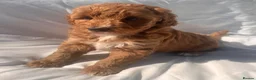 Australian Labradoodle dogs for sale: Absolutely outstanding Australian Labradoodle 🐾 - Advert 11