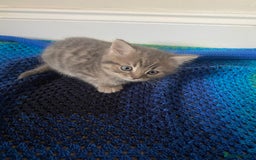 British Shorthair cats for sale: Good morning  - Image 6