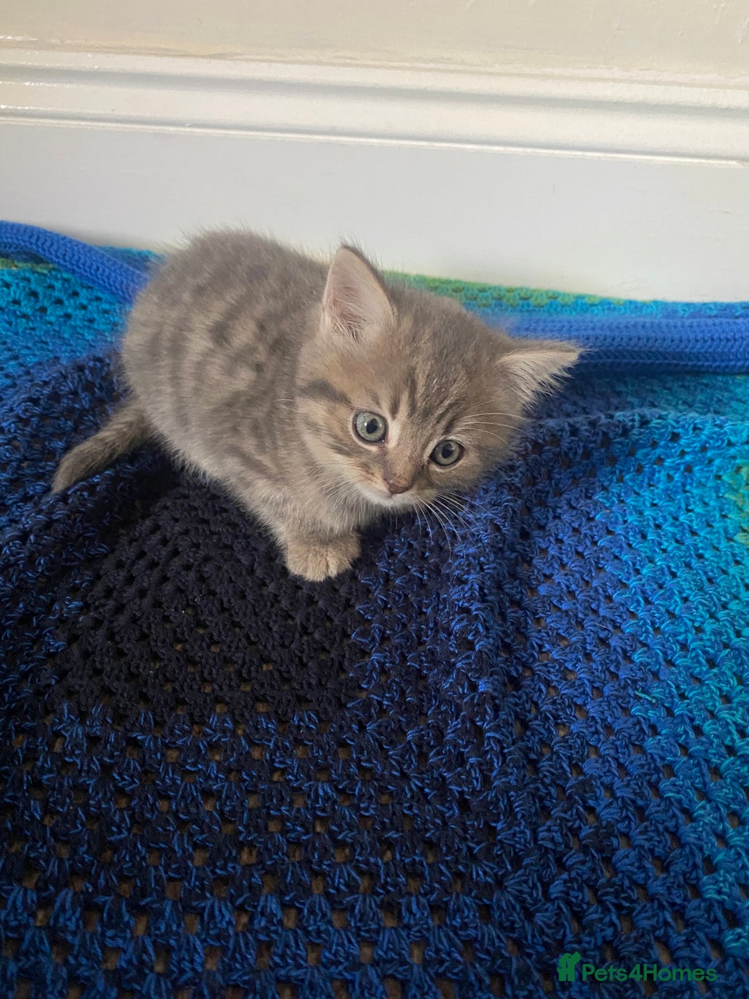 British Shorthair cats for sale: Good morning  - Image 6