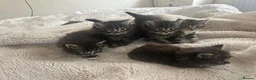 Siberian cats for sale: Siberian Cross breed, stunning litter of 5 kittens - Advert 8