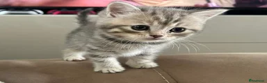 Scottish Fold Kitten 5