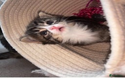Domestic Shorthair cats for sale: Siberian Mixed (Fluffy Kittens)  - Image 8
