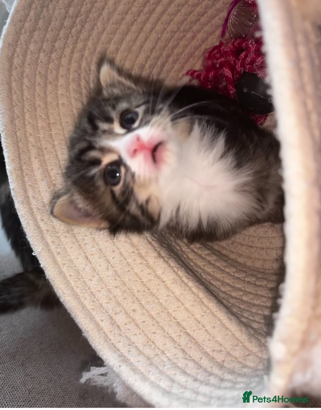 Domestic Shorthair cats for sale: Siberian Mixed (Fluffy Kittens)  - Image 8