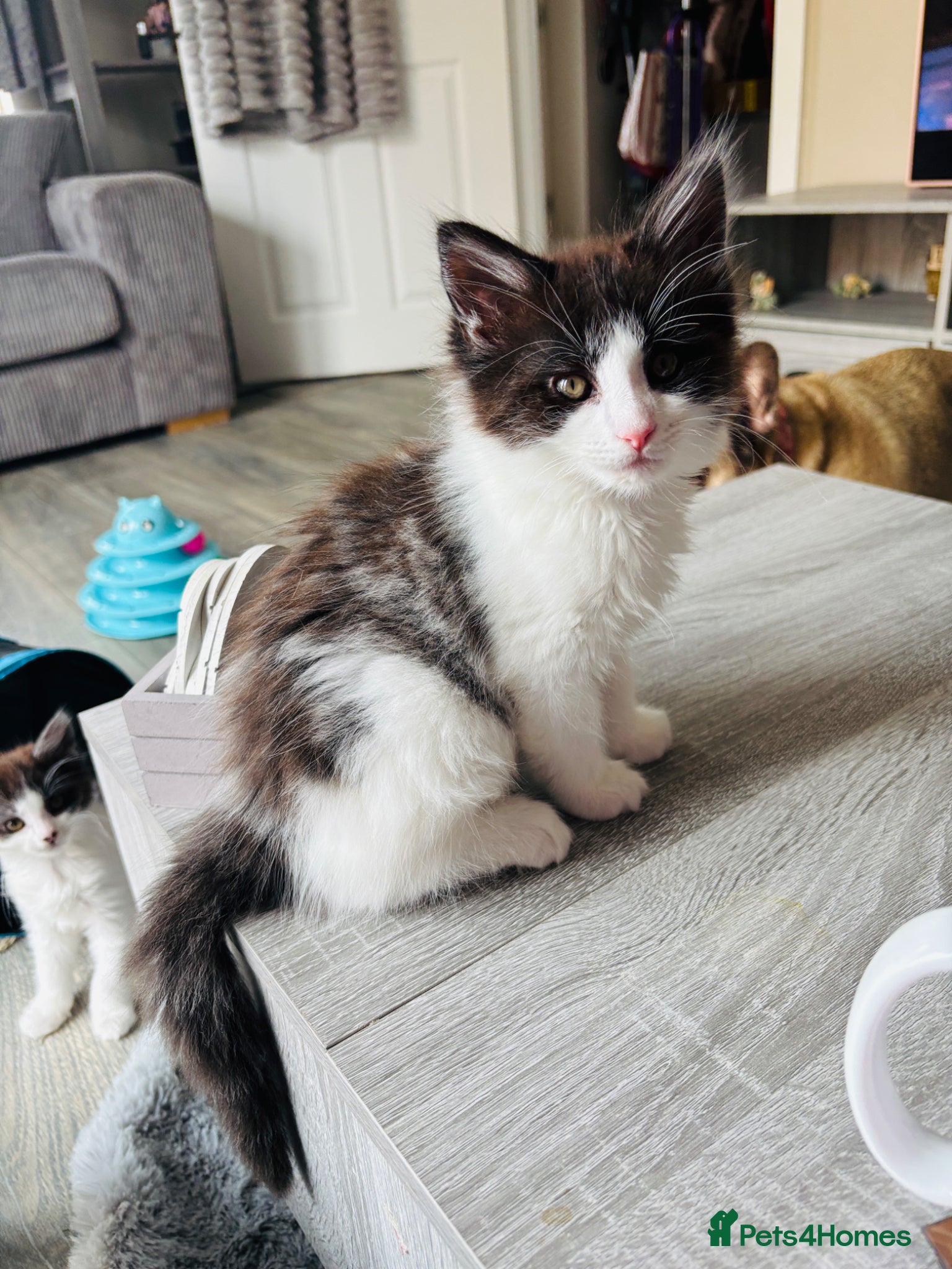 Turkish Van cats Stunning Turkish van mix READY NOW REDUCED £225 - Advert 1