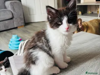 Turkish Van cats Stunning Turkish van mix READY NOW REDUCED £225 - Advert 1