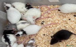 Rat rodents for sale: Baby Dumbo Rats FOR SALE - Advert 6