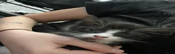 Mixed Breed cats for sale: 4 beautiful female kittens for sale  - Advert 3