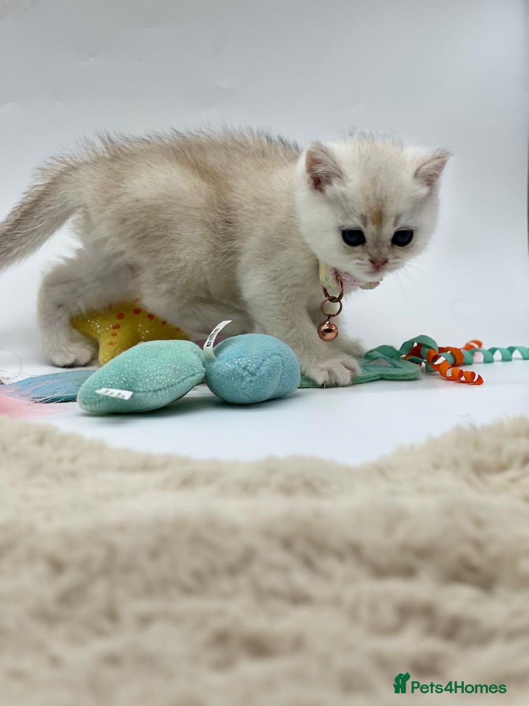 Scottish Fold cats for sale: Beautiful Scottish Straight Kittens - Advert 9