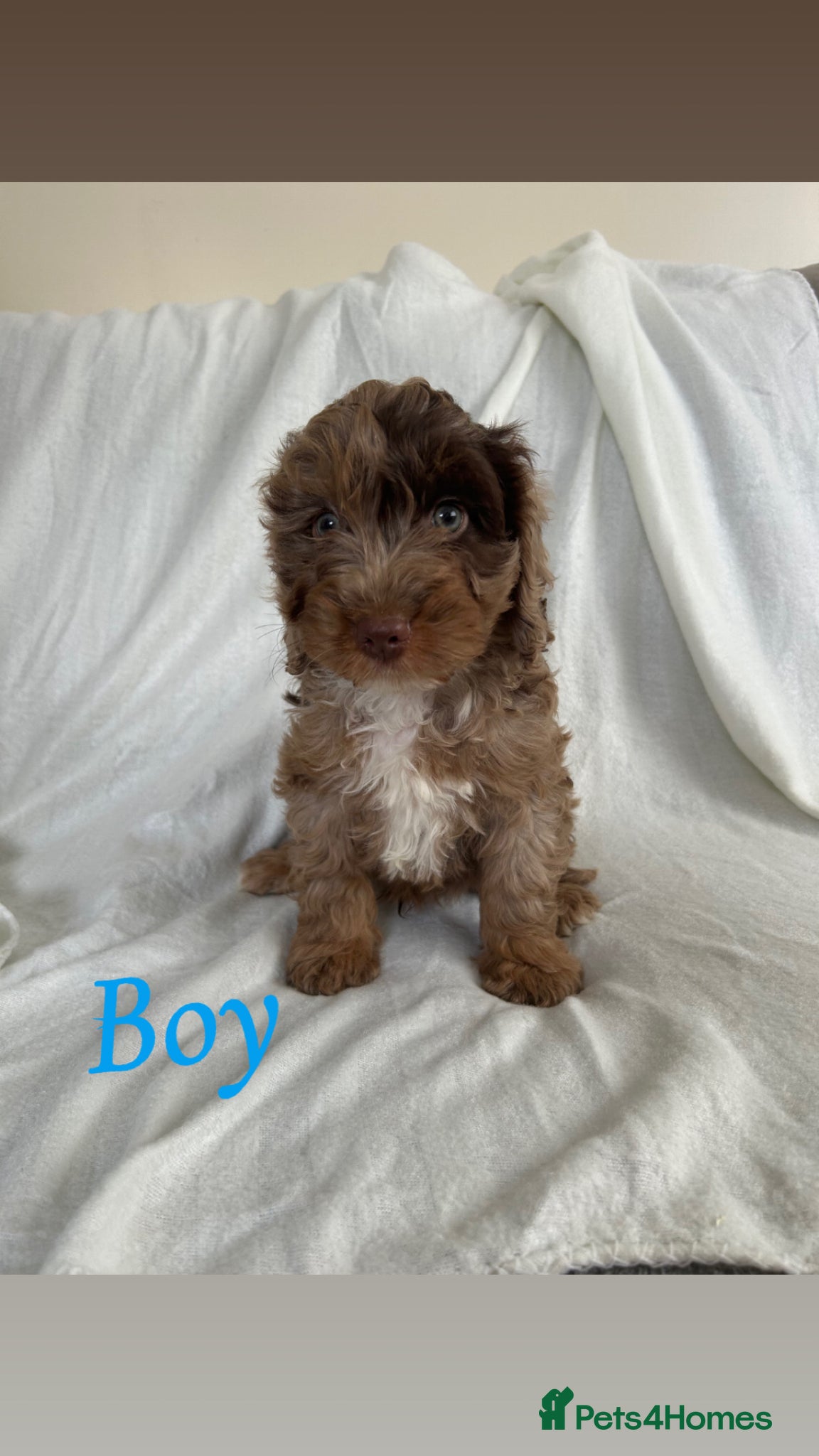 Cockapoo dogs F1 cockapoo puppies  - Advert 8
