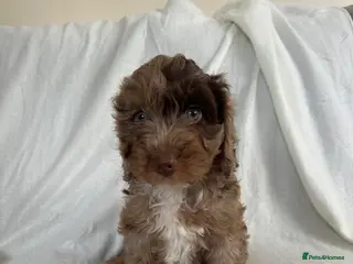 Cockapoo dogs F1 cockapoo puppies - Advert 8