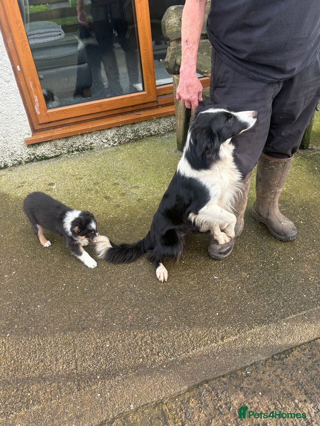 Border Collie dogs for sale: Border collie puppies  - Advert 16