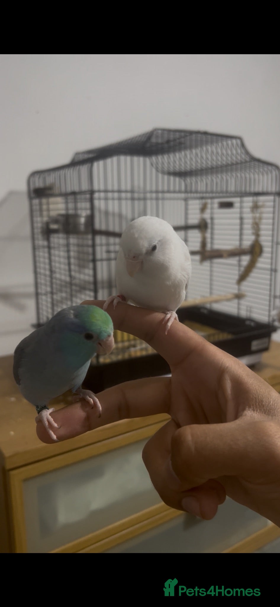 Conures birds Hand-reared parrotlet pair with cages and extras - Advert 13
