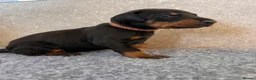 Dobermann dogs for sale: Outstanding Quality Dobermann puppies, KC REG - Advert 20