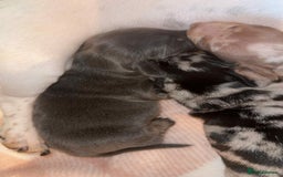 Miniature Dachshund dogs for sale: Miniature daschund puppies - Image 10