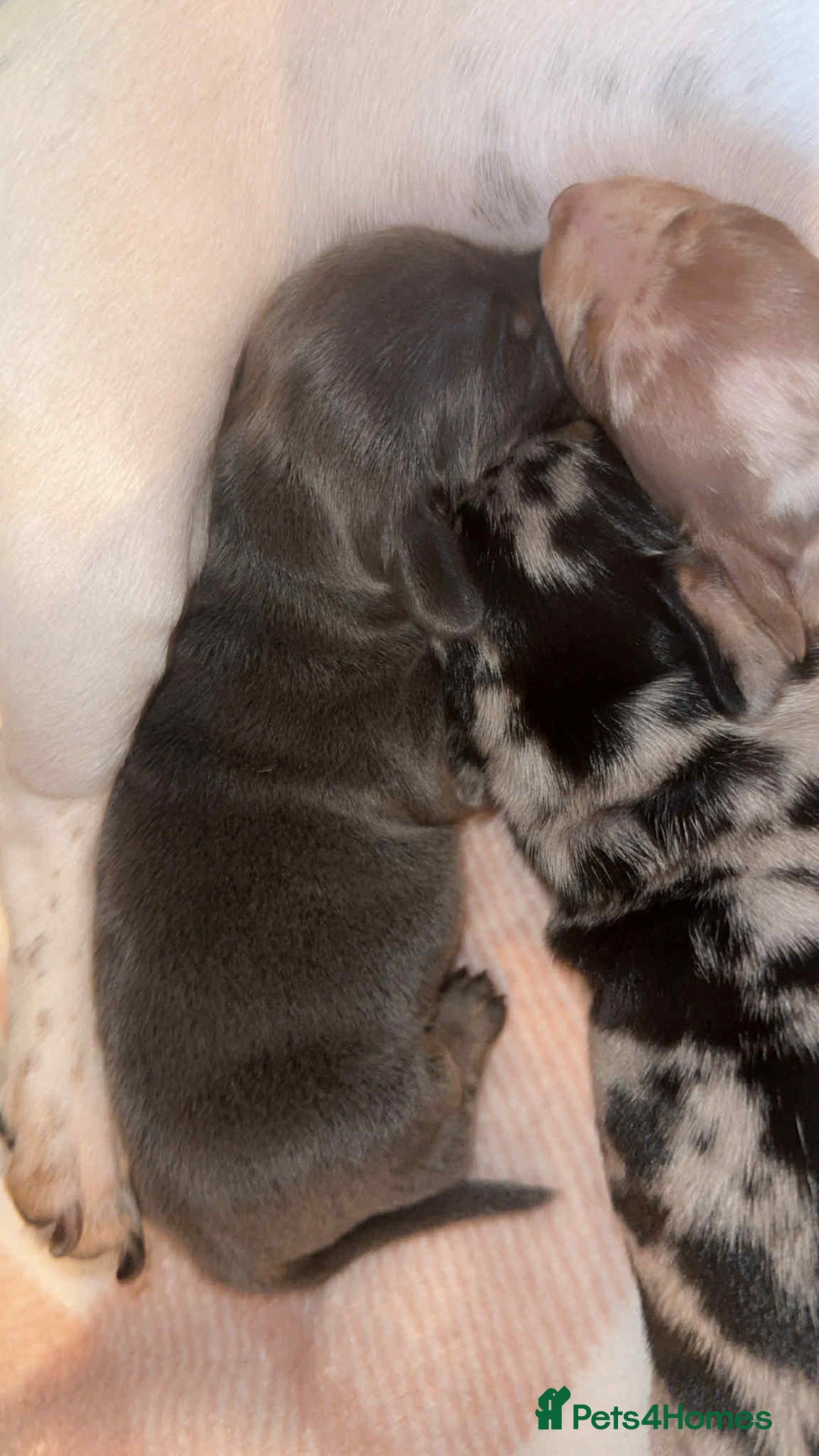 Miniature Dachshund dogs for sale: Miniature daschund puppies - Image 10