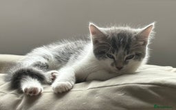 Mixed Breed cats for sale: Grey male kittens ready now  - Image 2