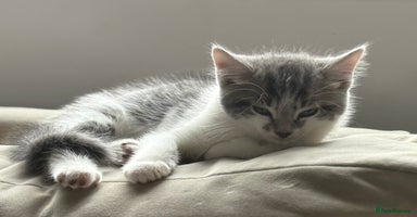 Mixed Breed cats - Advert 11
