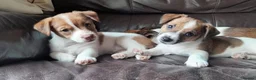 Jack Russell dogs for sale: Jack Russell pups looking for their forever homes - Advert 4