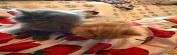 Persian cats for sale: Stunning persian kittens - Advert 16