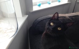 British Shorthair cats for sale: Welcome to Poppy - Image 3