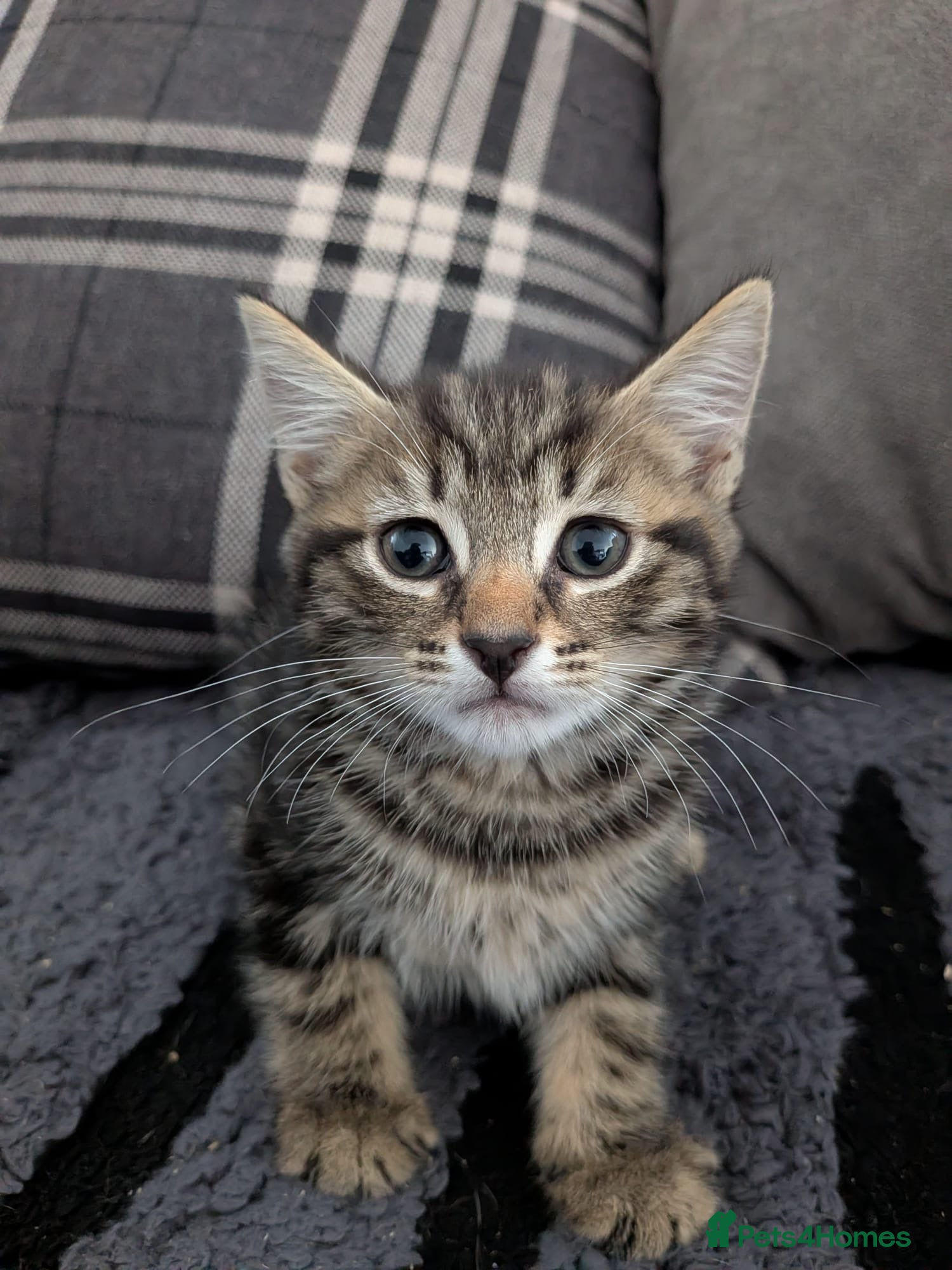 Mixed Breed cats Beautiful 9 week kittens  - Advert 1